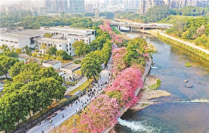 異木棉盛放觀瀾河畔